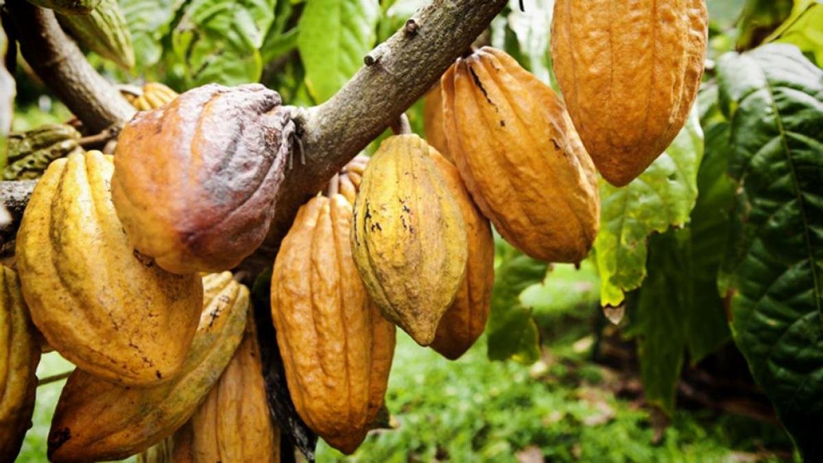 Historia del cacao africano